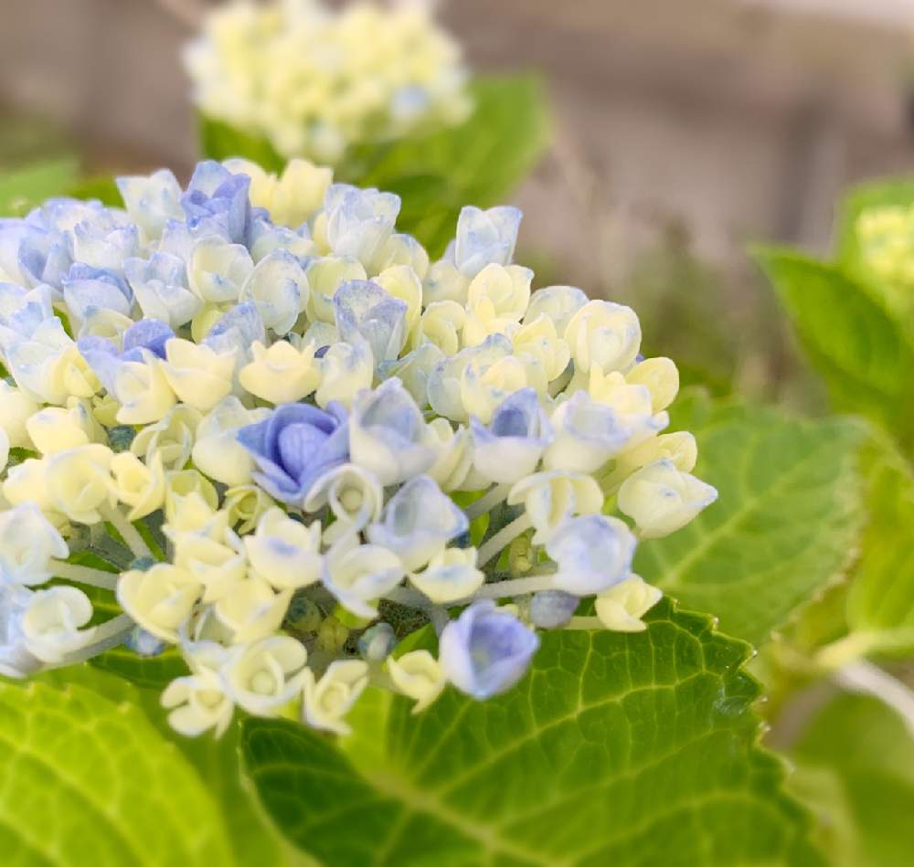 紫陽花の投稿画像 By Twin さん 好きな色合い とアジサイ 紫陽花とかわいい色と夏に向けてとお庭は癒しと6月の庭 月6月17日 Greensnap グリーンスナップ