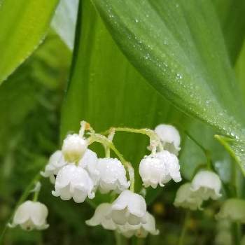 ニホンスズランの投稿画像一覧 Greensnap グリーンスナップ