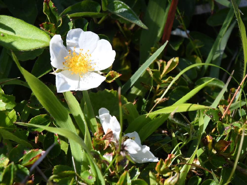 白い花 の投稿画像 By Ajiさん 海辺に咲くとテリハノイバラ と白い花 と海辺に咲くとテリハノイバラ 月6月17日 Greensnap グリーンスナップ Greensnap グリーンスナップ