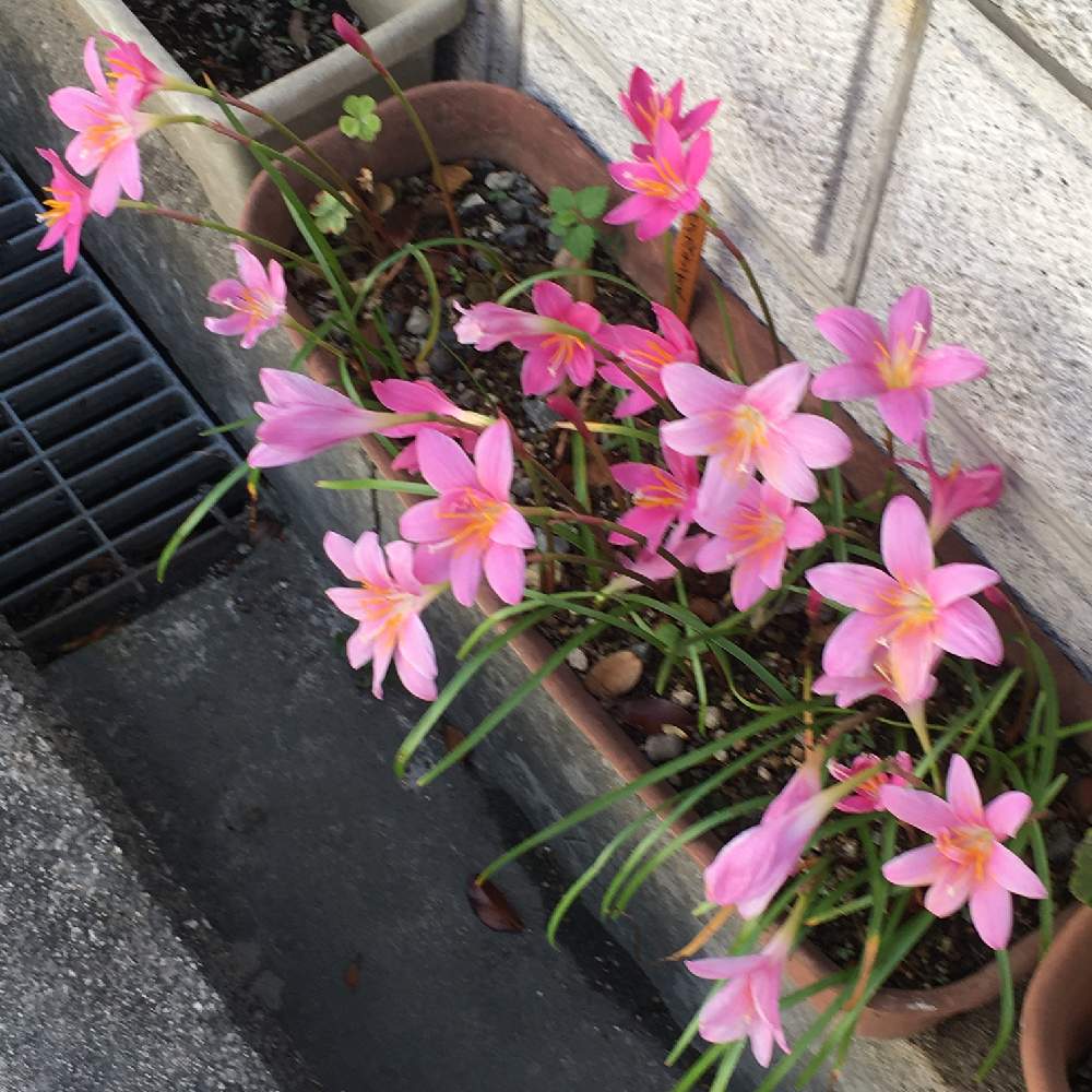 ゼフィランサス カリナタの投稿画像 By Manabeさん ゼフィランサス サフランモドキ と球根植物と植えっぱなしとピンク ピンク ピンク と小さな庭と一日花と球根植物と植えっぱなしとピンク ピンク ピンク と一日花 月6月17日 Greensnap グリーン