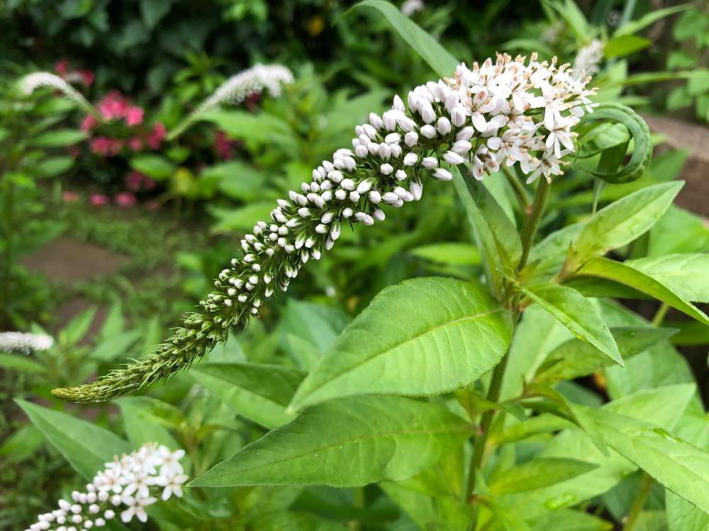 オカトラノオの投稿画像 By Buさん 小さな庭とオカトラノオ属とサクラソウ科とおうち園芸と多年草と花のある暮らしと白い花とオカトラノオ属とサクラソウ科とおうち園芸と多年草と花のある暮らしと白い花 月6月17日 Greensnap グリーンスナップ Greensnap