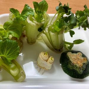アートな野菜,再生野菜,ヘタから…！,キッチンの画像