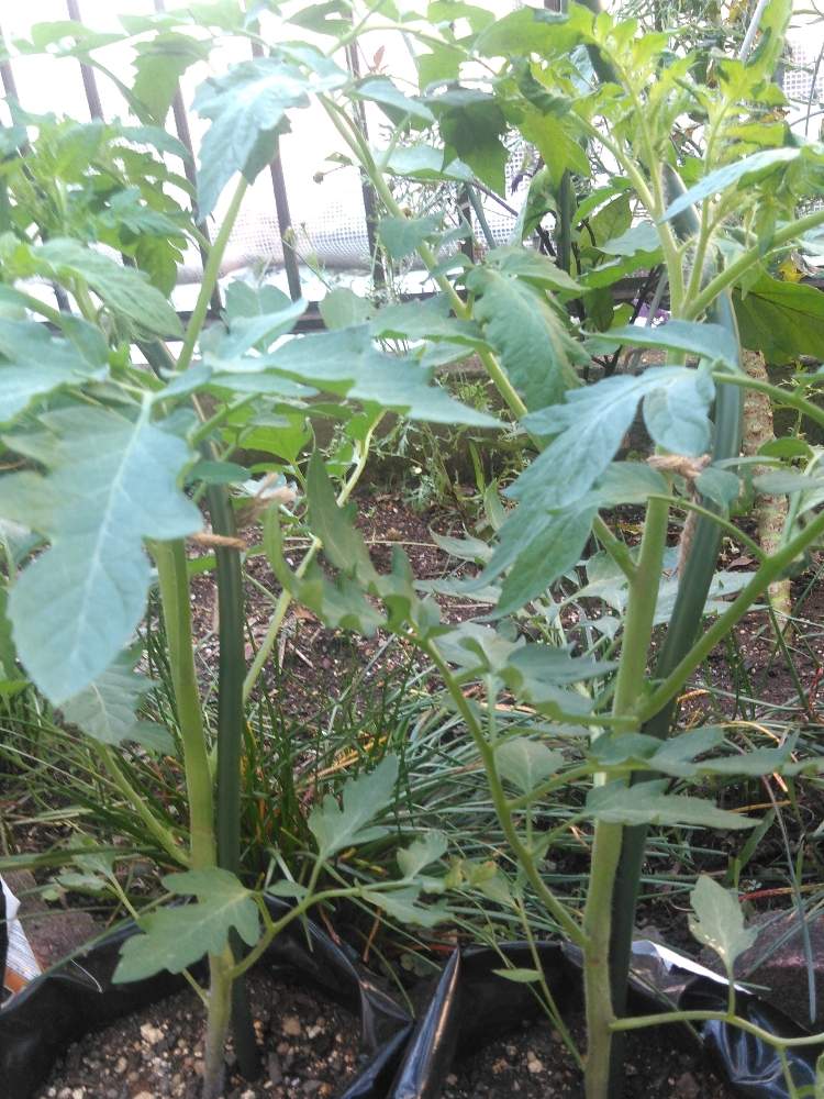 スーパーのミニトマトの種からの栽培記録 ３ 6月25日 木 追記 Greensnap グリーンスナップ