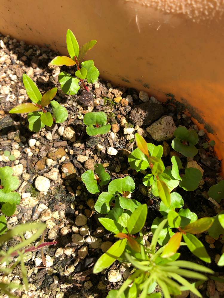 ザクロの双葉の投稿画像 By ポルルンさん ザクロの芽と種から育てる とおうち園芸と広い庭と今日のお花と種から育てる とおうち園芸と今日のお花 月6月17日 Greensnap グリーンスナップ Greensnap グリーンスナップ ザクロの双葉の投稿画像 By ポルルンさん ザクロの芽と種から育てる とおうち園芸と広い庭と今日のお花と種から育てる とおうち園芸と今日のお花 月6月17日 Greensnap グリーンスナップ Greensnap グリーンスナップ