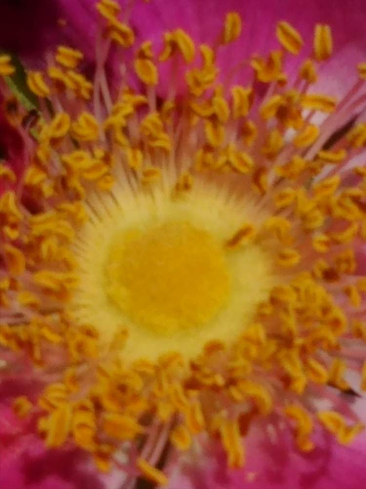 ハマナスの投稿画像 By ケニチさん 接写とピンク色の花と今日の どアップと仙台市野草園 2020月6月17日 Greensnap グリーンスナップ