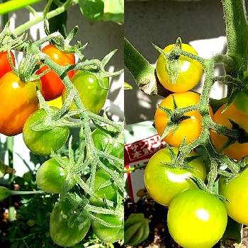 サントリー本気野菜 ハニーイエローの投稿画像一覧 Greensnap グリーンスナップ