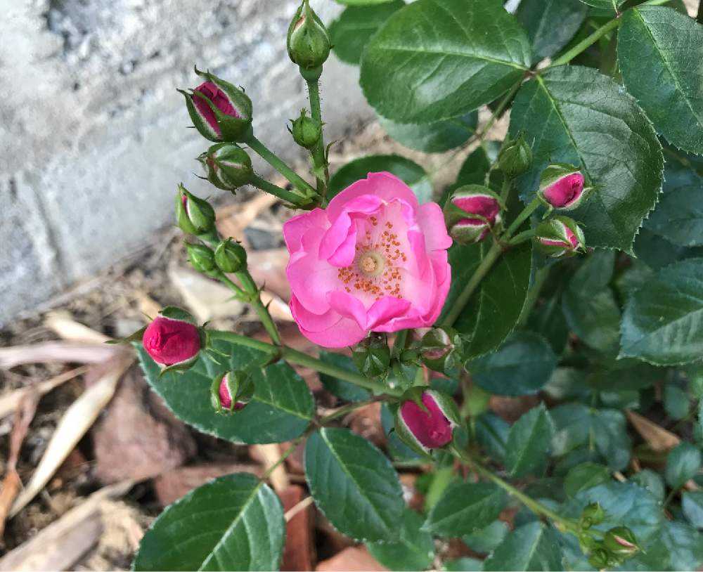 初心者の薔薇 アンジェラの成長日記 Greensnap グリーンスナップ