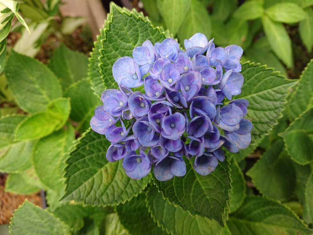 紫陽花｜🍀GreenSnap（グリーンスナップ）