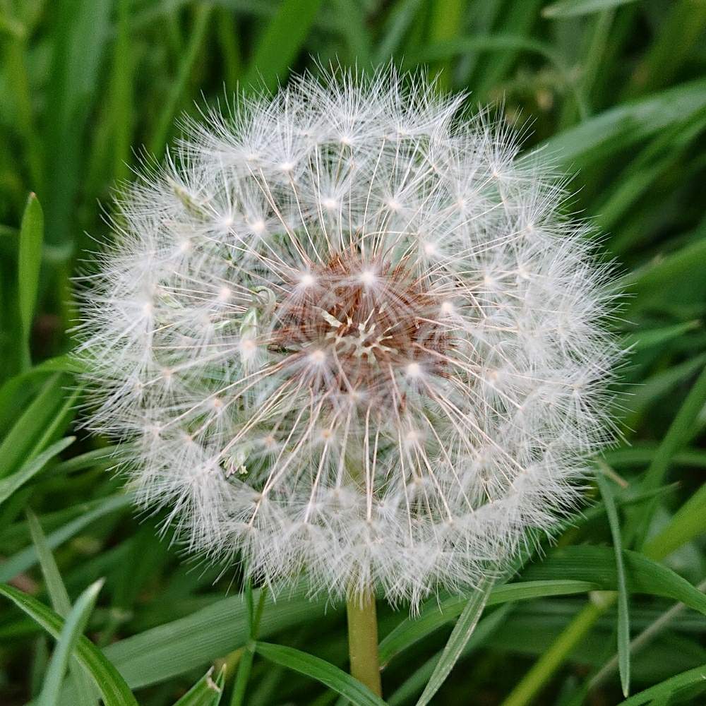 タンポポの投稿画像 By Maiさん 野草 月6月17日 Greensnap グリーンスナップ