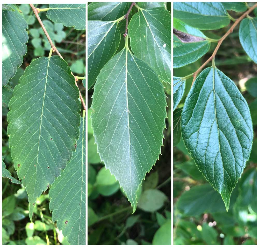 ケヤキの投稿画像 By やこちゃんさん エノキとムクノキと山野草と野草 月6月17日 Greensnap グリーンスナップ