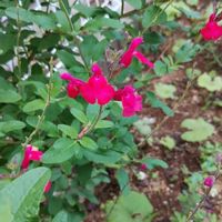 チェリーセージの画像