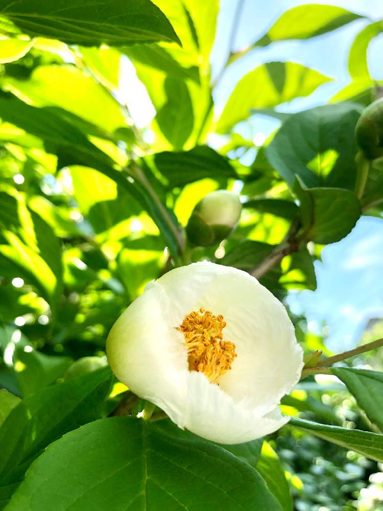 シャラの投稿画像 By リンツさん 花が咲いたと庭の花とおうち園芸と庭の木と白い花 月6月17日 Greensnap グリーンスナップ