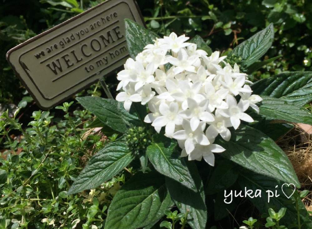 ペンタス の投稿画像 By ゆかぴさん 花壇とおうち園芸と花のある暮らしと白い花 月6月17日 Greensnap グリーンスナップ