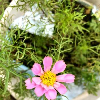 レインボーカラー コスモスの投稿画像一覧 Greensnap グリーンスナップ