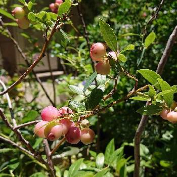 ブルーベリー ピンクレモネードの投稿画像一覧 Greensnap グリーンスナップ