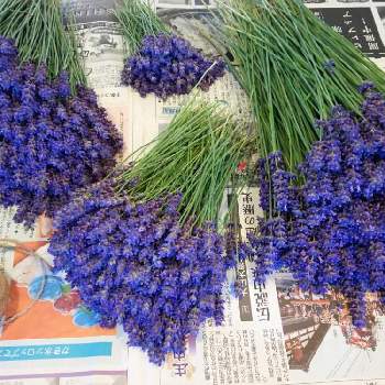 ラベンダーの育て方 地植え 鉢植えのコツは 枯れる一番の原因は Greensnap グリーンスナップ