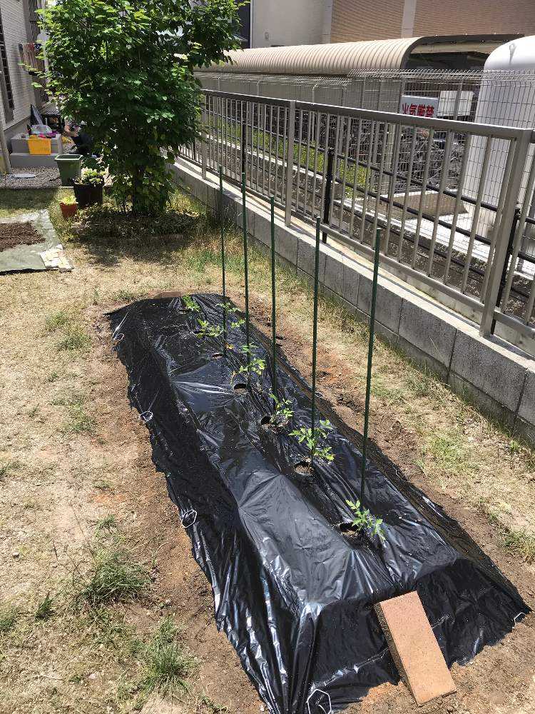 2回目の家庭菜園 Greensnap グリーンスナップ