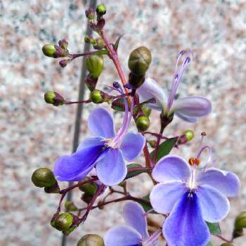 ブルーバタフライの画像 by わこ✡️さん | クレロデンドルム・ブルーウィングとブルーバタフライと素敵な花とおうち園芸と素敵な色合いと花のある暮らしと紫の花とかわいい花