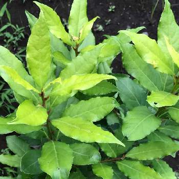 ゲッケイジュの投稿画像一覧 Greensnap グリーンスナップ