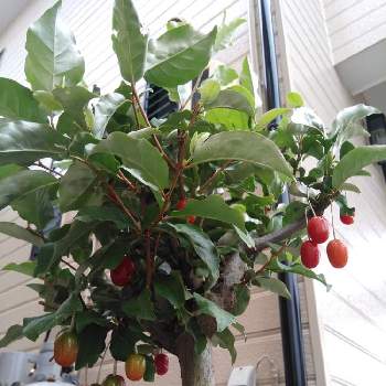 グミの木の投稿画像一覧 Greensnap グリーンスナップ