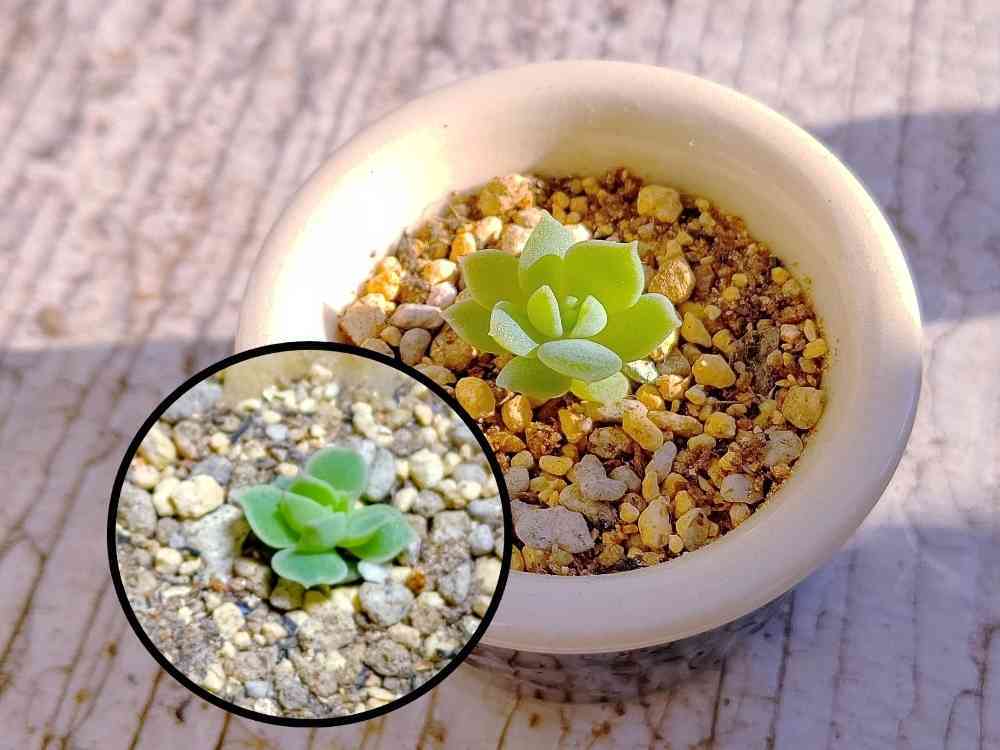 ✨ローラ錦✨ 葉挿し苗  4頭？ ✨ローラ錦✨ 葉挿し苗 4頭？