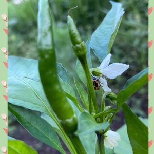 万願寺とうがらし,唐辛子の花,オーガニック野菜 ,我が家の野菜畑,無農薬の梅の画像