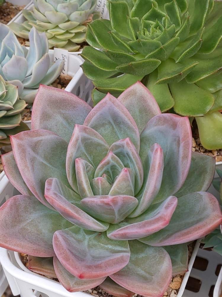 ピンクシャンペーンの投稿画像 By たっちんさん 多肉植物とチーム17と多肉のある暮らしとおうち園芸と多肉 ラボ C とエケベリア属と花のある暮らしとたっちんのピンクシャンペーン 月6月17日 Greensnap グリーンスナップ