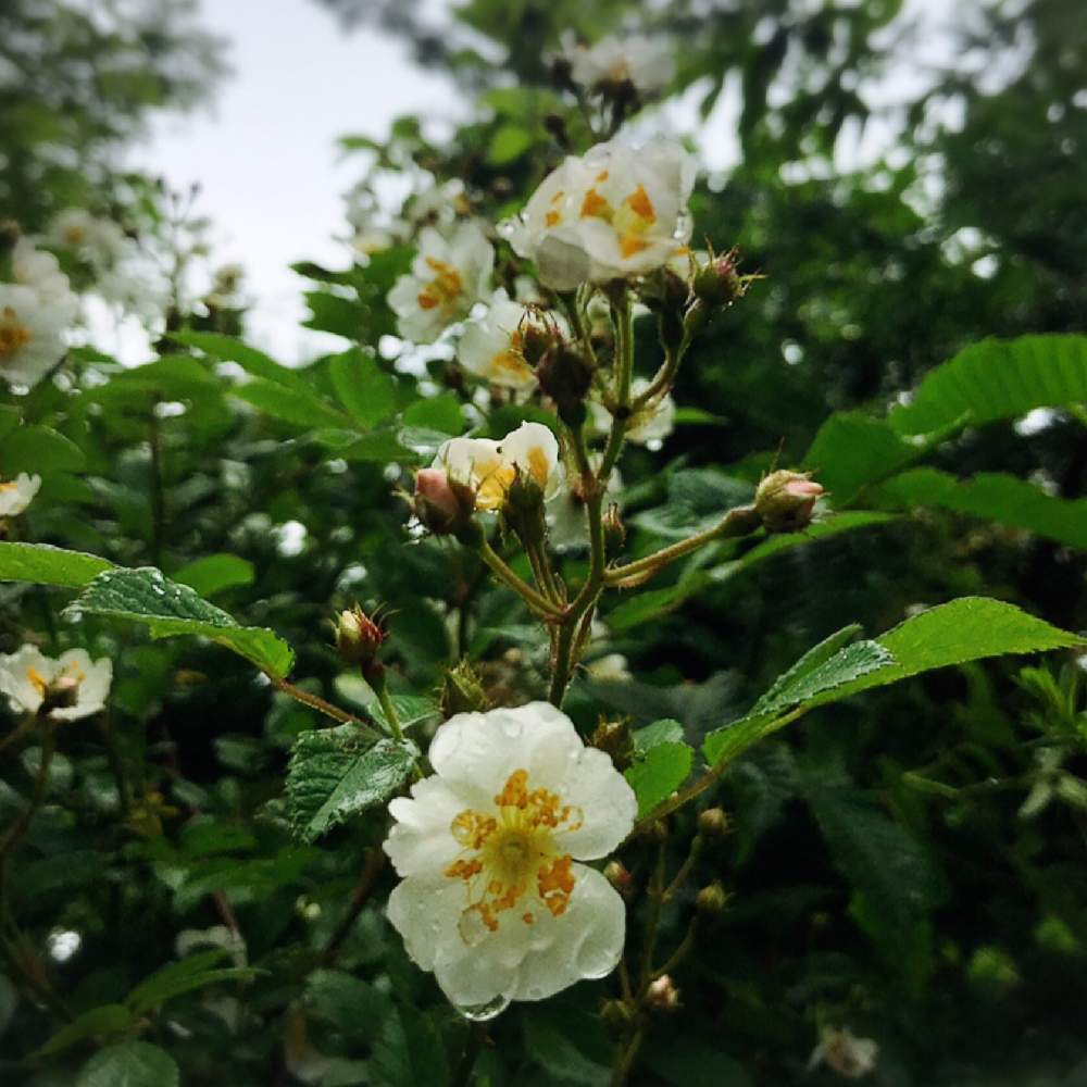 ノバラの投稿画像 By Nyakoさん ガーデニングと寒冷地とおうち園芸 月6月17日 Greensnap グリーンスナップ