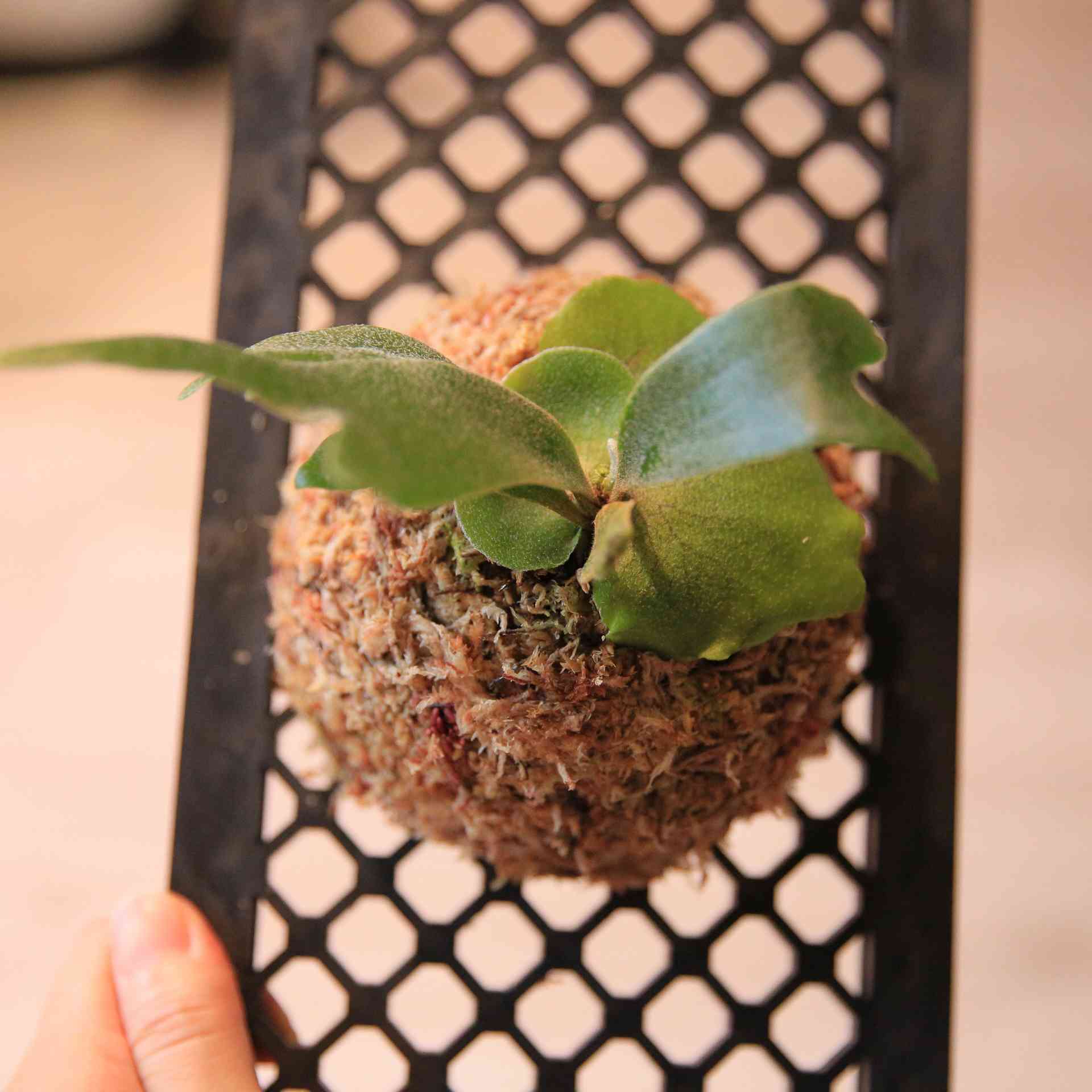 ビカクの板付方法｜🍀GreenSnap（グリーンスナップ）