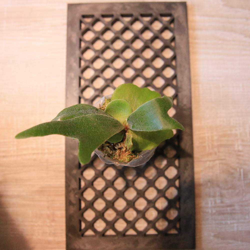 ビカクの板付方法 Greensnap グリーンスナップ