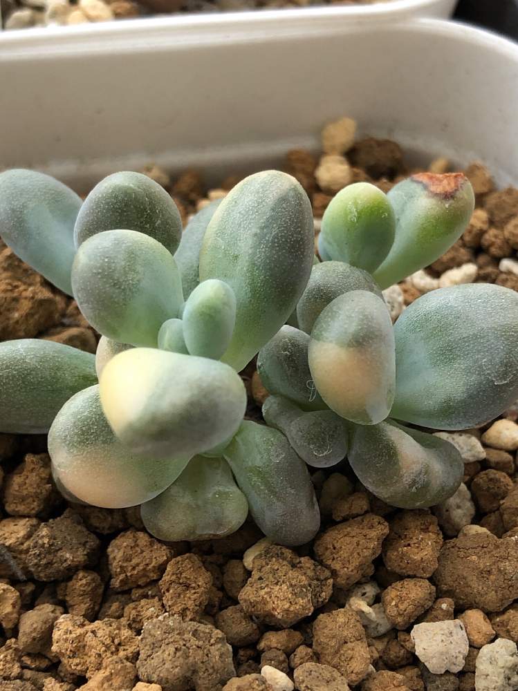 紅頬美人錦さくら班 多肉植物 パキフィツム 【公式通販】