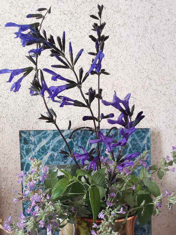 キャットミントの投稿画像 By パープルさん メドゥセージと紫の花と庭のハーブとパープル系色のお花 とおうち園芸とpwフォトコン 月6月17日 Greensnap グリーンスナップ