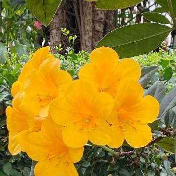 マレーシアシャクナゲの画像 by 有限会社知立園芸さん | マレーシアシャクナゲと鉢花と花のある暮らしと草花♪