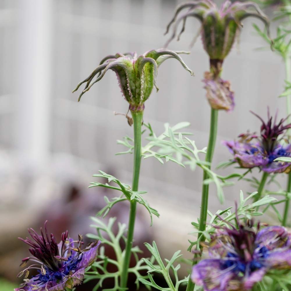 花のある暮らしの投稿画像 By 花畑さん No Green No Lifeとニゲラの実 月6月17日 Greensnap グリーンスナップ