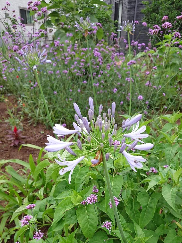 アガパンサスの投稿画像 By ありりんさん バーベナと梅雨時期 月6月17日 Greensnap グリーンスナップ