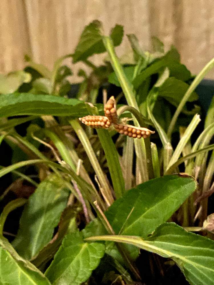 スミレの投稿画像 By う え ぽ ん さん スミレの種とおうち園芸とスミレ閉鎖花 月6月17日 Greensnap グリーンスナップ