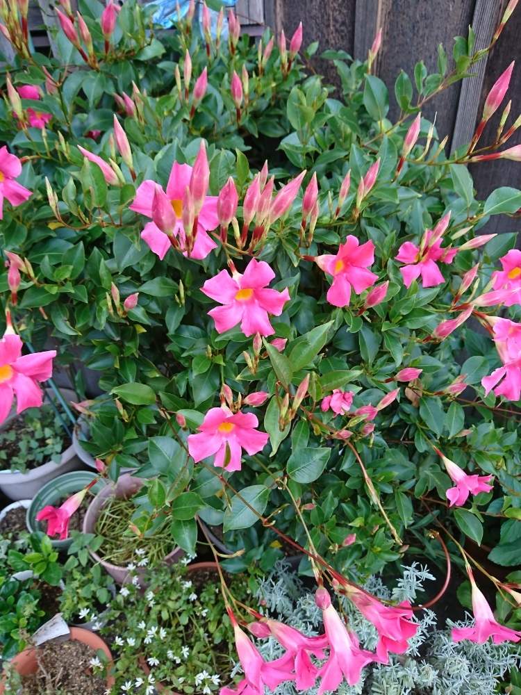 サンパラソル ビューティーの投稿画像 By みーさん 花のある暮らしと花と生きるサントリーとガーデニングフェスフォトコンとおうち園芸 月6月17日 Greensnap グリーンスナップ