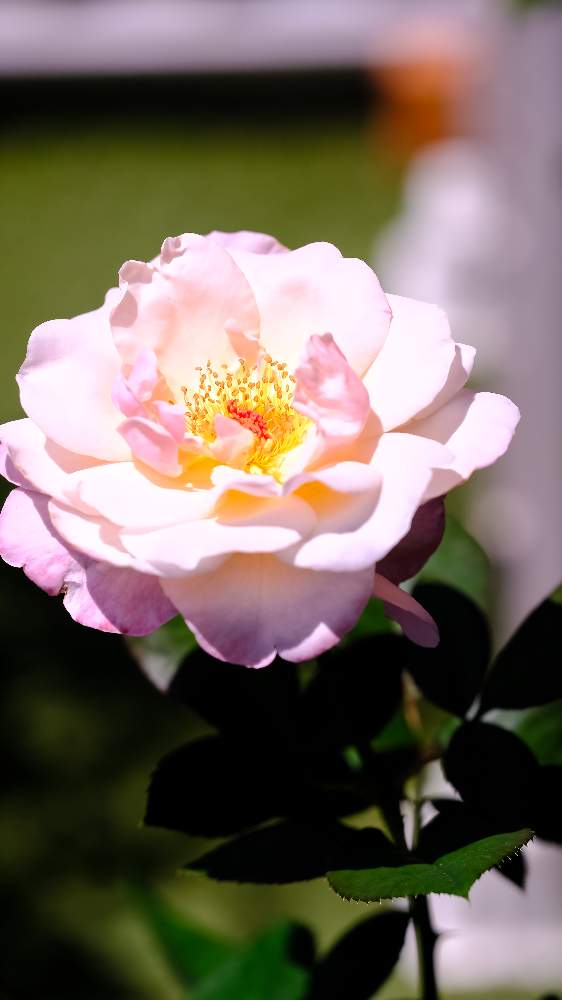 バラ オードリーヘップバーン Audrey Hepburnの投稿画像 By ピッチさん Fujifilm X T2と今日のオードリーヘップバーンとばら バラ 薔薇とフジノンレンズxf 80mm R2 4 Macroと生き生きと写ルンです 富士フイルムとバラ オードリーヘップバーンとばら 薔薇 バラとバラ