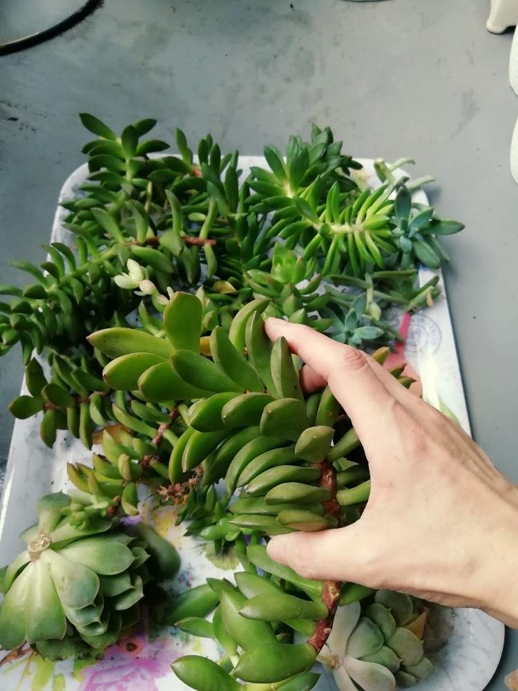 多肉植物色々の投稿画像 By 多肉中毒さん セダム属と多肉植物と伸びると癒やしとおうち園芸と増殖とエケベリア属と巨大化とダイソー産 月6月17日 Greensnap グリーンスナップ
