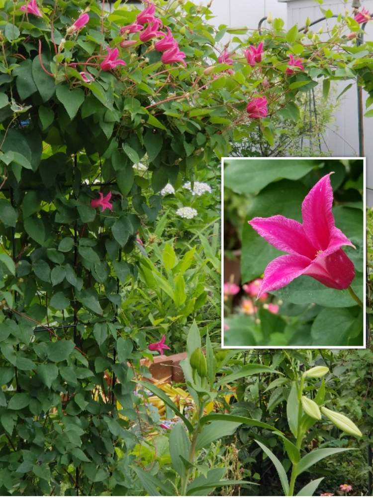 わたしの庭の投稿画像 By はなちゃんさん 花盛りの庭とクレマチスのアーチとおうち園芸と庭で咲くと幸せ時間と庭を見ながらとわたしの庭と花盛りの庭 とクレマチスのアーチとおうち園芸と庭で咲くと幸せ時間と庭を見ながら 月6月17日 Greensnap グリーン