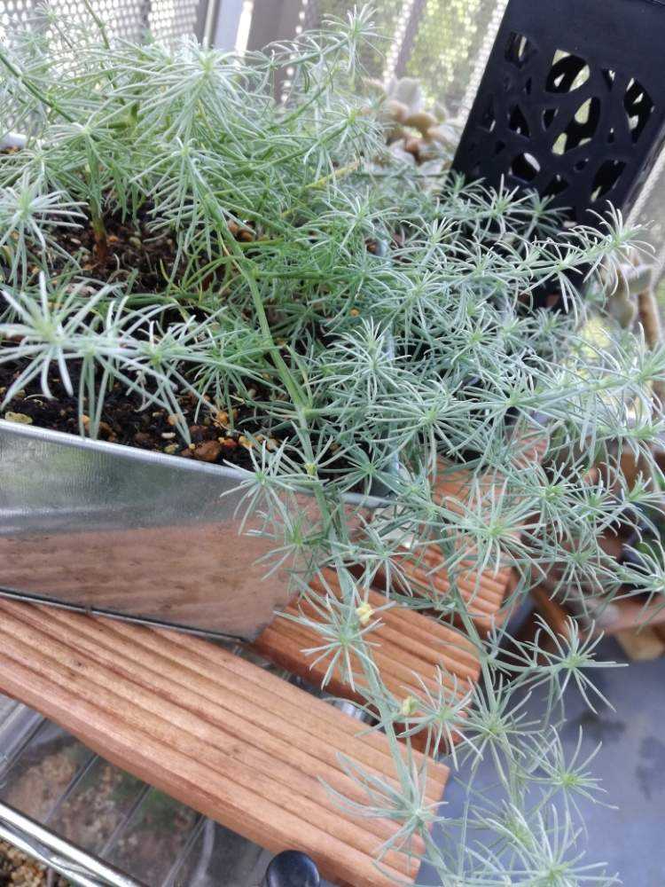 ロータスコットンキャンディー Greensnap グリーンスナップ