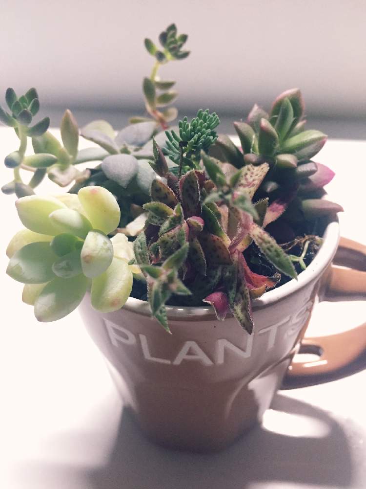 多肉植物 寄せ植えの投稿画像 By ユーカリさん インテリアグリーンとおうち園芸 月6月17日 Greensnap グリーンスナップ