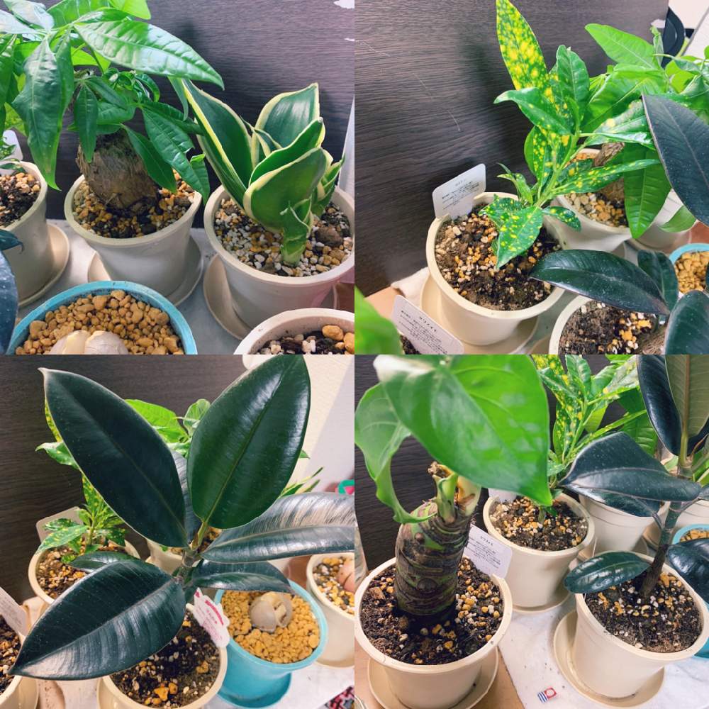 クワズイモの投稿画像 By 肉山プランツさん パキラとクロトンとゴムの木とサンセベリアと観葉植物とおうち園芸と植中毒とベンレートと発芽とメネデール 月6月17日 Greensnap グリーンスナップ