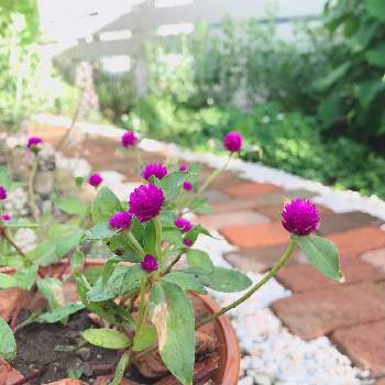 千日紅ちなつの投稿画像一覧 Greensnap グリーンスナップ