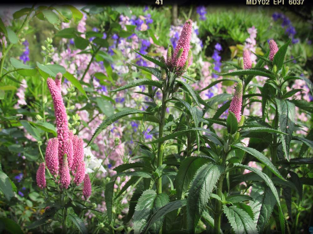 ベロニカの投稿画像 By 流星さん 地植えと花のある暮らしとおうち園芸 2020月6月17日 Greensnap グリーンスナップ