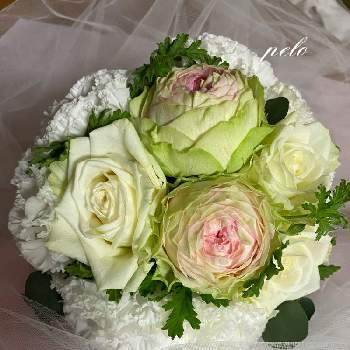 トルコ セレブリッチホワイトの投稿画像一覧 Greensnap グリーンスナップ