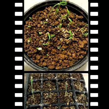 黒松の成長の画像 by 工房 GODさん | 窓辺と盆栽と実生と黒松ミニ盆栽と黒松の成長
