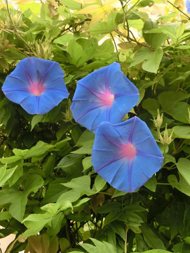 アサガオの投稿画像 By Kevinさん 朝顔と青い花と小さい庭と中国原産とアジア原産 月6月18日 Greensnap グリーンスナップ