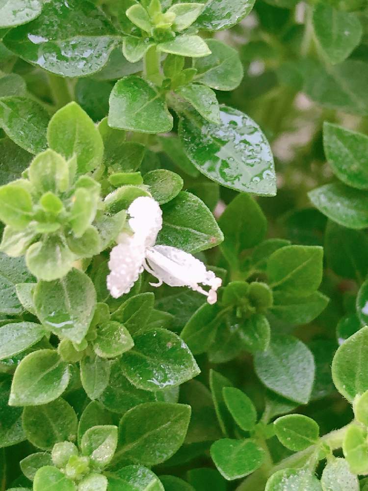 ブッシュバジルの投稿画像 By Lonelyさん ハーブとおうち園芸 月6月18日 Greensnap グリーンスナップ ブッシュバジルの投稿画像 By Lonelyさん ハーブとおうち園芸 月6月18日 Greensnap グリーンスナップ