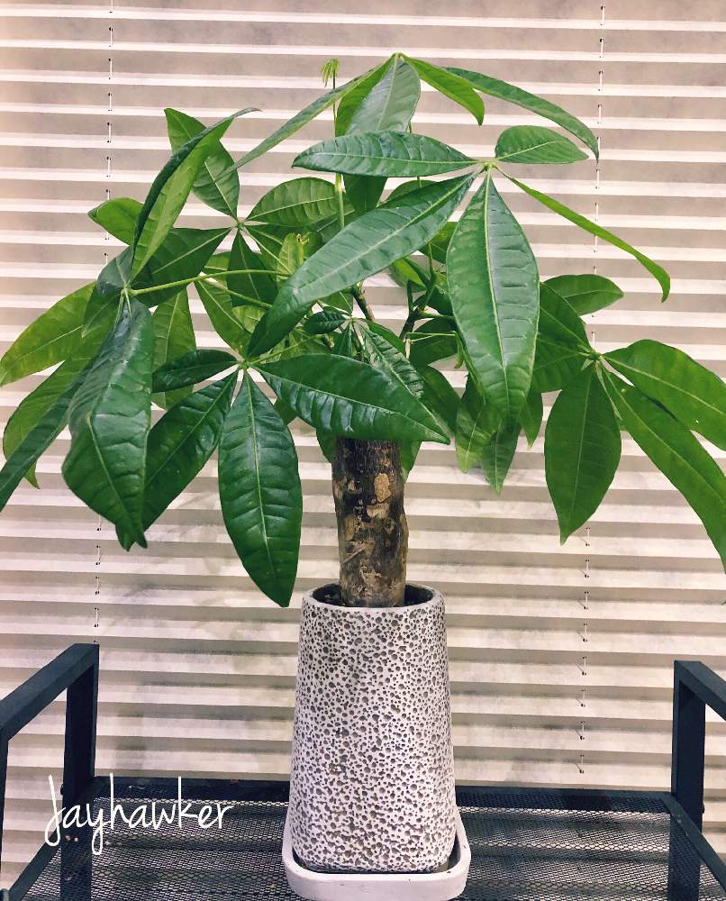 パキラの投稿画像 By Jayhawkerさん 観葉植物 月6月18日 Greensnap グリーンスナップ